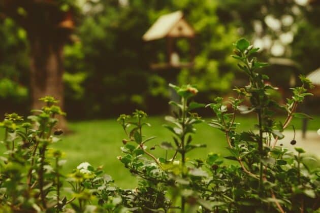 Erfgrens bepalen in je tuin