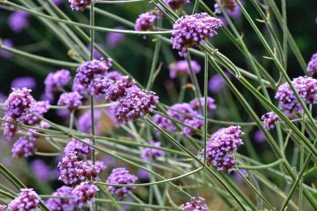 De vele voordelen van verbena verveine