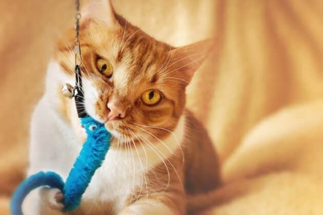 Vier leuke speeltjes die jouw kat kunnen helpen entertainen