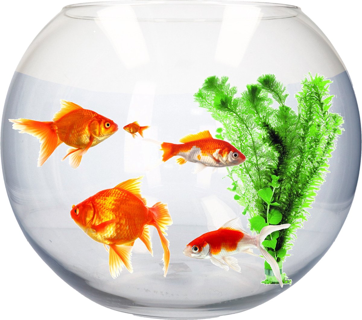 Transparante vissenkom vaas - aquarium / ronde viskom