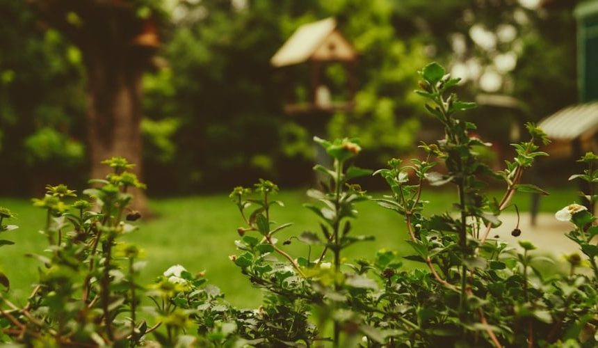 Erfgrens bepalen in je tuin