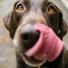 Natvoer of droogvoer voor je hond