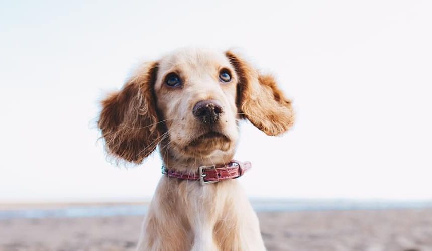 Mag Je Hond Noten Eten