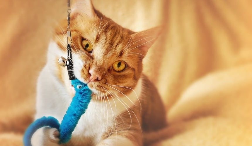 Vier leuke speeltjes die jouw kat kunnen helpen entertainen